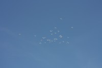 12.06.2015 16:40:40
Friedensfest 2015
Grundschule Garching West
Garching
Galerie