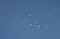 12.06.2015 16:40:41
Friedensfest 2015
Grundschule Garching West
Garching
Galerie