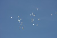 12.06.2015 16:40:44
Friedensfest 2015
Grundschule Garching West
Garching
Galerie