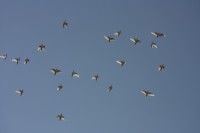 12.06.2015 16:40:52
Friedensfest 2015
Grundschule Garching West
Garching
Galerie