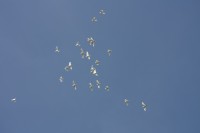 12.06.2015 16:40:57
Friedensfest 2015
Grundschule Garching West
Garching
Galerie