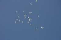 12.06.2015 16:40:57
Friedensfest 2015
Grundschule Garching West
Garching
Galerie