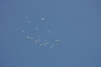 12.06.2015 16:44:27
Friedensfest 2015
Grundschule Garching West
Garching
Galerie