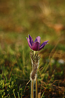 25.04.2013 18:57:09
Kuhschellen
Garchinger Umland
Garching
Galerie