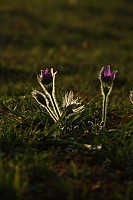 25.04.2013 18:58:18
Kuhschellen
Garchinger Umland
Garching
Galerie