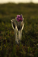 25.04.2013 18:58:44
Kuhschellen
Garchinger Umland
Garching
Galerie