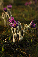 25.04.2013 19:00:37
Kuhschellen
Garchinger Umland
Garching
Galerie