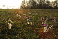 25.04.2013 19:00:53
Kuhschellen
Garchinger Umland
Garching
Galerie