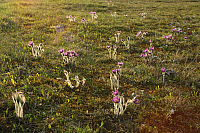 25.04.2013 19:01:27
Kuhschellen
Garchinger Umland
Garching
Galerie