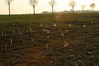 25.04.2013 19:02:55
Kuhschellen
Garchinger Umland
Garching
Galerie