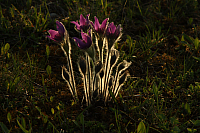 25.04.2013 19:05:49
Kuhschellen
Garchinger Umland
Garching
Galerie