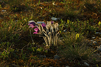 25.04.2013 19:06:02
Kuhschellen
Garchinger Umland
Garching
Galerie