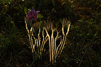 25.04.2013 19:06:13
Kuhschellen
Garchinger Umland
Garching
Galerie