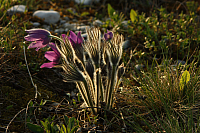 25.04.2013 19:06:16
Kuhschellen
Garchinger Umland
Garching
Galerie