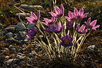 25.04.2013 19:07:01
Kuhschellen
Garchinger Umland
Garching
Galerie