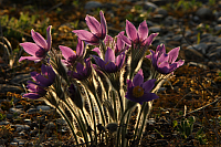 25.04.2013 19:07:15
Kuhschellen
Garchinger Umland
Garching
Galerie