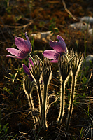 25.04.2013 19:07:37
Kuhschellen
Garchinger Umland
Garching
Galerie