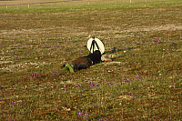 25.04.2013 19:07:47
Kuhschellen
Garchinger Umland
Garching
Galerie