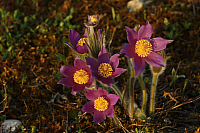 25.04.2013 19:08:34
Kuhschellen
Garchinger Umland
Garching
Galerie