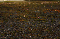 25.04.2013 19:15:48
Kuhschellen
Garchinger Umland
Garching
Galerie