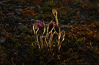 25.04.2013 19:17:36
Kuhschellen
Garchinger Umland
Garching
Galerie