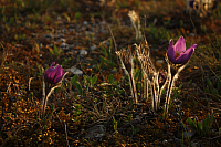 25.04.2013 19:18:02
Kuhschellen
Garchinger Umland
Garching
Galerie