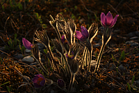 25.04.2013 19:18:36
Kuhschellen
Garchinger Umland
Garching
Galerie