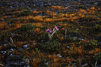 25.04.2013 19:20:09
Kuhschellen
Garchinger Umland
Garching
Galerie