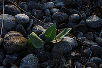 25.04.2013 19:20:46
Kuhschellen
Garchinger Umland
Garching
Galerie