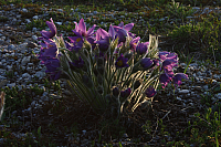 25.04.2013 19:21:16
Kuhschellen
Garchinger Umland
Garching
Galerie