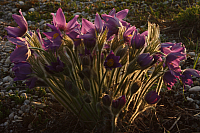 25.04.2013 19:21:43
Kuhschellen
Garchinger Umland
Garching
Galerie