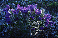 25.04.2013 19:21:55
Kuhschellen
Garchinger Umland
Garching
Galerie