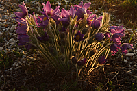 25.04.2013 19:22:06
Kuhschellen
Garchinger Umland
Garching
Galerie