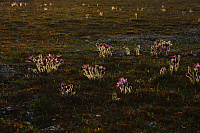 25.04.2013 19:23:01
Kuhschellen
Garchinger Umland
Garching
Galerie