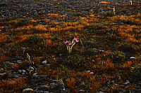 25.04.2013 19:24:03
Kuhschellen
Garchinger Umland
Garching
Galerie