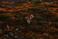 25.04.2013 19:24:19
Kuhschellen
Garchinger Umland
Garching
Galerie