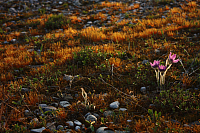 25.04.2013 19:24:50
Kuhschellen
Garchinger Umland
Garching
Galerie