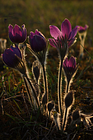 25.04.2013 19:27:33
Kuhschellen
Garchinger Umland
Garching
Galerie