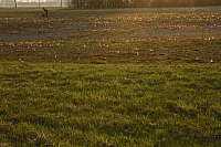 25.04.2013 19:29:47
Kuhschellen
Garchinger Umland
Garching
Galerie