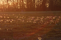 25.04.2013 19:37:00
Kuhschellen
Garchinger Umland
Garching
Galerie