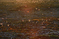 25.04.2013 19:37:07
Kuhschellen
Garchinger Umland
Garching
Galerie