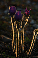 25.04.2013 19:37:42
Kuhschellen
Garchinger Umland
Garching
Galerie