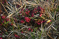 25.04.2013 19:42:57
Kuhschellen
Garchinger Umland
Garching
Galerie