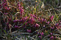 25.04.2013 19:43:45
Kuhschellen
Garchinger Umland
Garching
Galerie