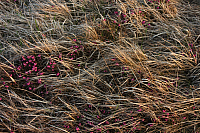 25.04.2013 19:45:02
Kuhschellen
Garchinger Umland
Garching
Galerie