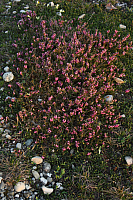 25.04.2013 19:46:07
Kuhschellen
Garchinger Umland
Garching
Galerie