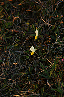 25.04.2013 19:46:37
Kuhschellen
Garchinger Umland
Garching
Galerie