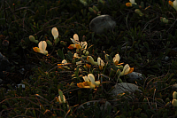 25.04.2013 19:50:39
Kuhschellen
Garchinger Umland
Garching
Galerie