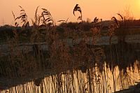 25.04.2013 19:59:56
Kuhschellen
Garchinger Umland
Garching
Galerie