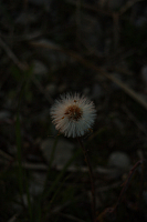 25.04.2013 20:00:29
Kuhschellen
Garchinger Umland
Garching
Galerie